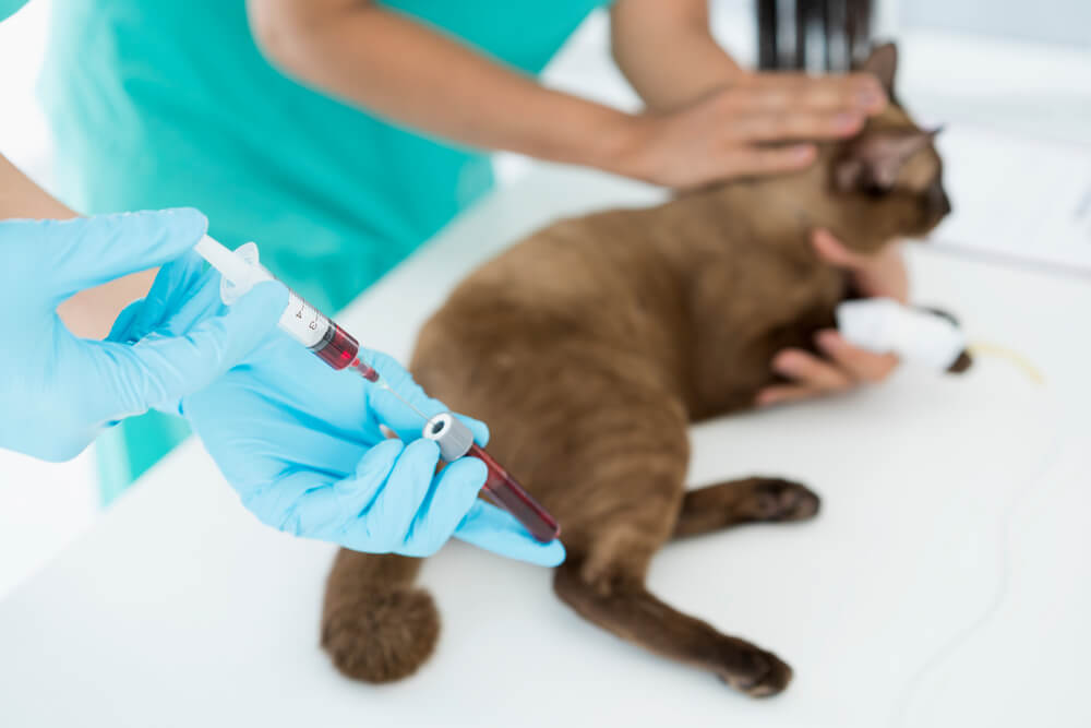 Understanding Your Pet’s Blood Work