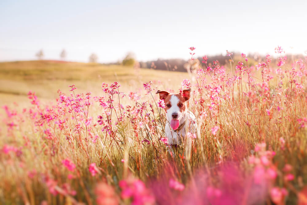 Taking Heartworm Prevention to Heart: How to Protect Your Pet