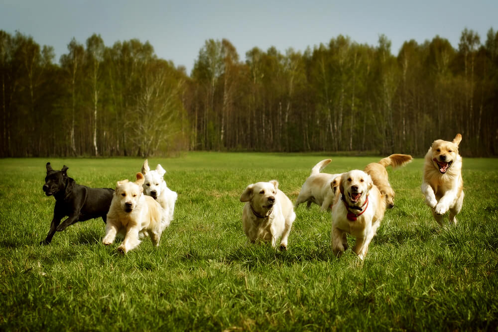 Canine Sensing Superpowers