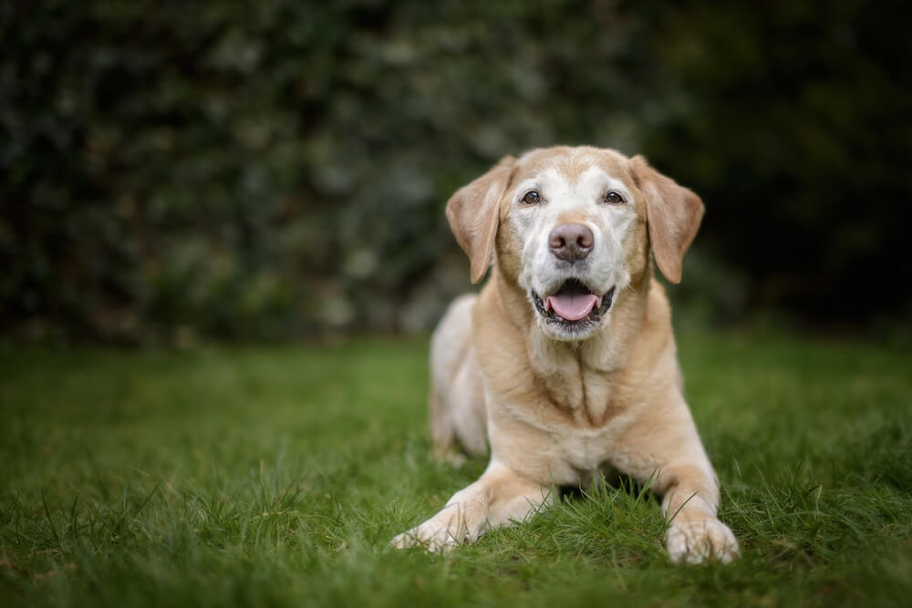 Wellness Care for Your Senior Dog