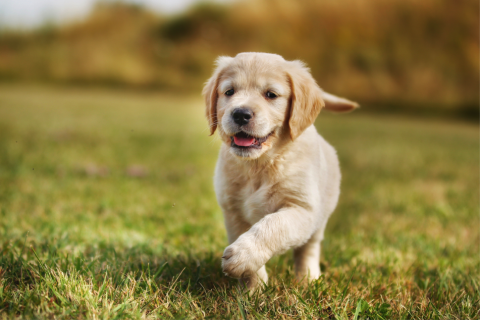 Caring for a New Puppy – 3 Easy Steps