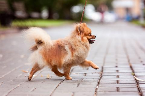 How a mobile clinic can benefit your dog