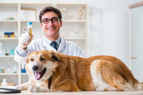 Small Sample, Big Results—Understanding Your Senior Pet’s Urinalysis