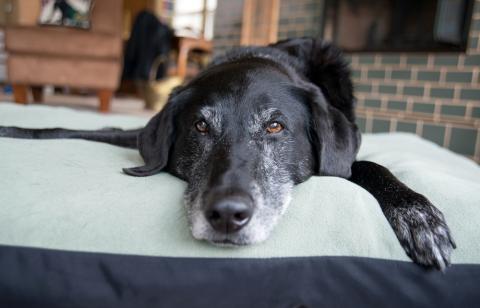 5 Reasons Your Senior Pet Needs Wellness Care