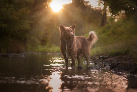 Look Out for Lepto: The Rise of Leptospirosis in Pets