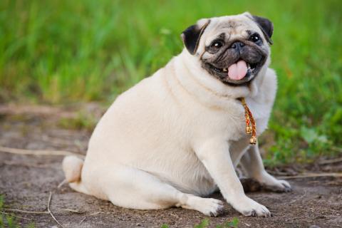 Don’t Weight—5 Ways to Prevent Dog Obesity