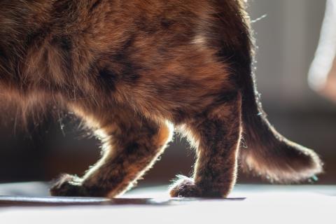 Does My Cat Have Osteoarthritis? (It’s more common than you think)