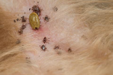 11 Common Questions Answered About Vector-Borne Diseases in Pets