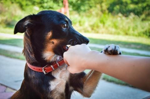 3 Ways to Prevent Dog Bites