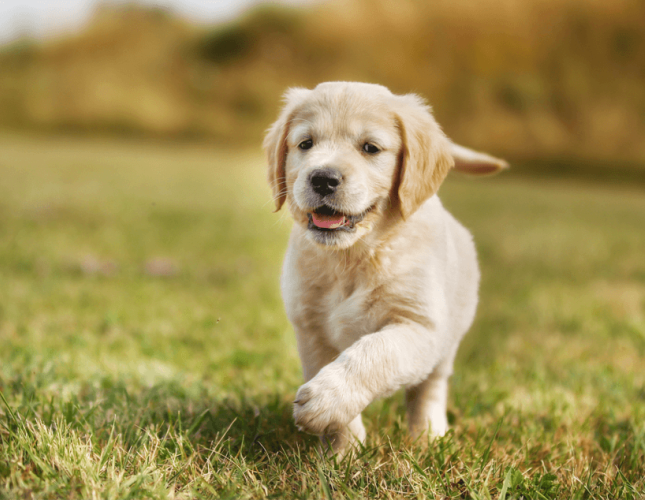 Caring for a New Puppy – 3 Easy Steps