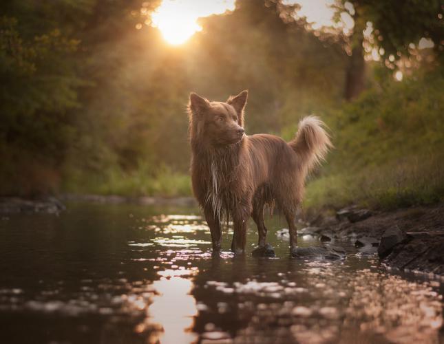 Look Out for Lepto: The Rise of Leptospirosis in Pets