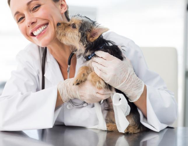 Elite Fear Free Pet Specialists