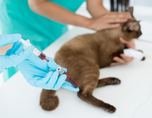 Understanding Your Pet’s Blood Work