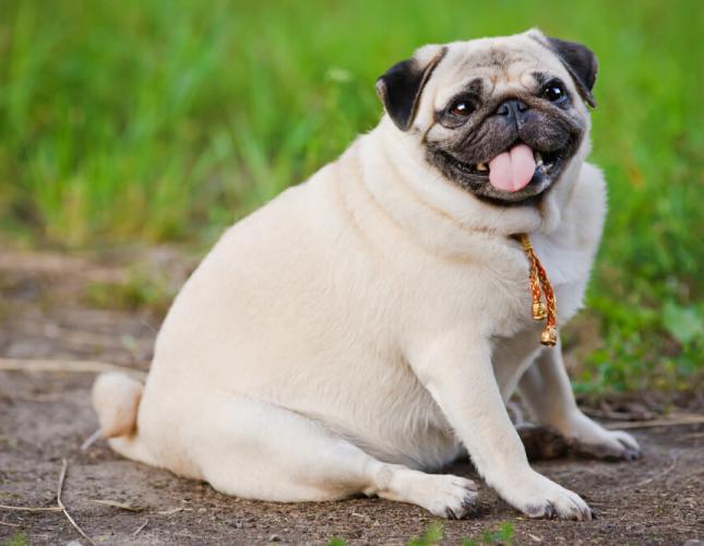 Don’t Weight—5 Ways to Prevent Dog Obesity