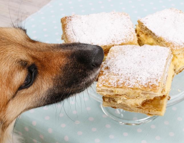 Canine Xylitol Toxicity FAQs