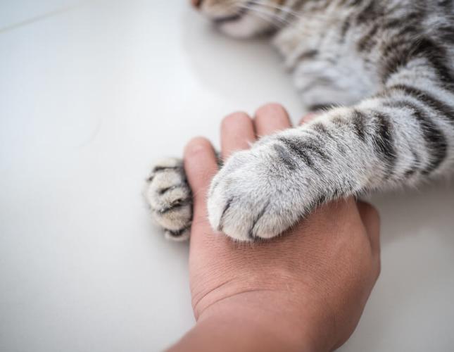 Farewell, Dear Friend—the Gift of In-Home Pet Euthanasia